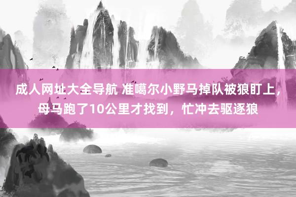 成人网址大全导航 准噶尔小野马掉队被狼盯上，母马跑了10公里才找到，忙冲去驱逐狼